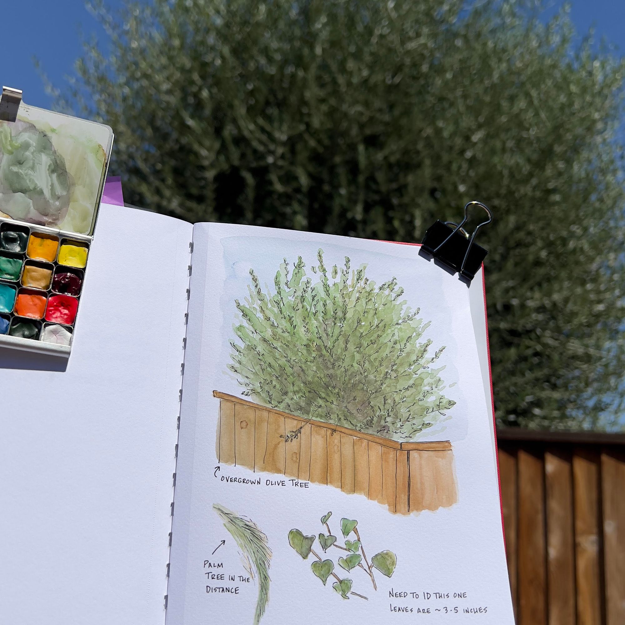 Nature journal pencil and pen sketch of an olive tree painted with watercolor.