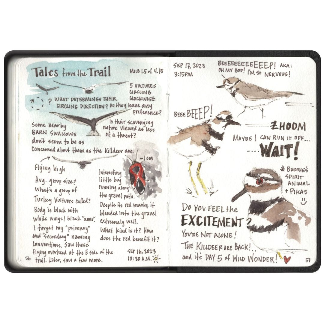 Tales from the Trail: How an ultralight sketching kit transformed the way I nature journal